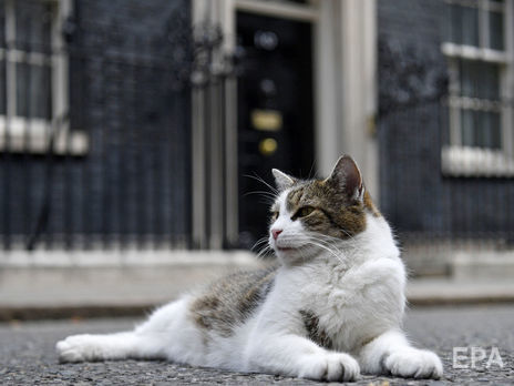 Джонсон хочет взять на Даунинг-стрит пса из приюта