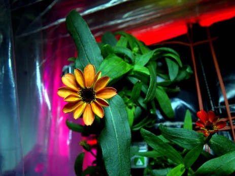На МКС впервые в истории распустился цветок