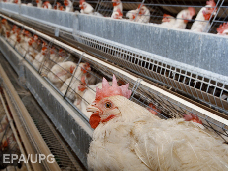 Косюк: Европа защищает свой рынок курятины