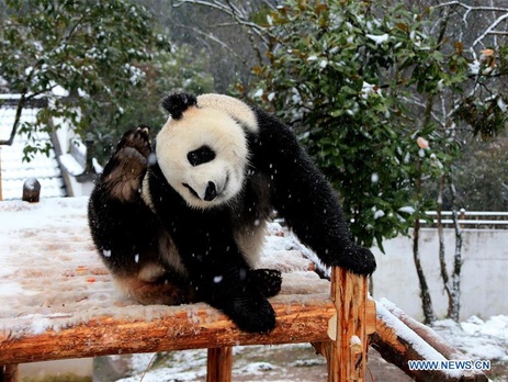 Гигантской панде не страшен наступивший в Китае холод. Фоторепортаж