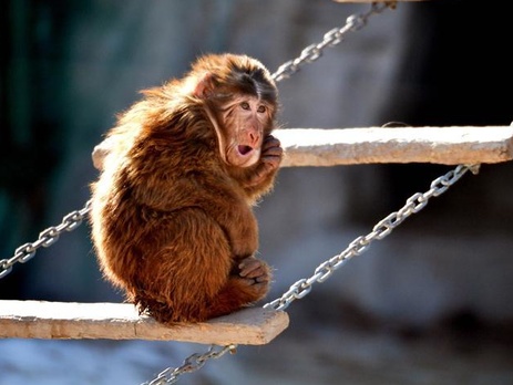 В Пекинском зоопарке животные переживают серьезное похолодание. Фоторепортаж