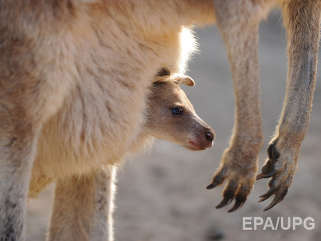 Австралиец предстал перед судом за намерение совершить теракт, положив взрывчатку в сумку кенгуру