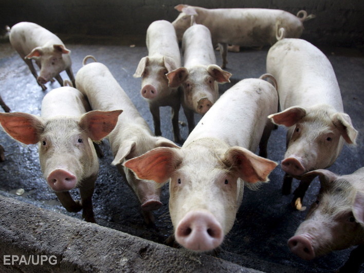 В Крыму зафиксирована вспышка африканской чумы свиней