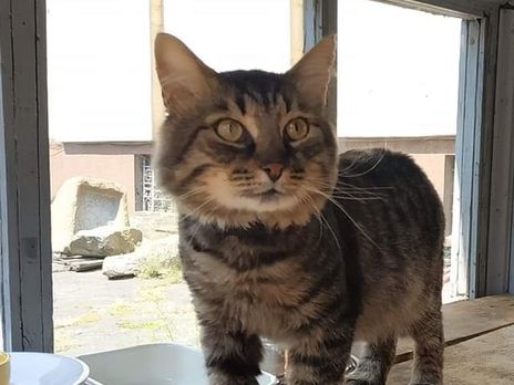 В музее Днепра будет жить кот