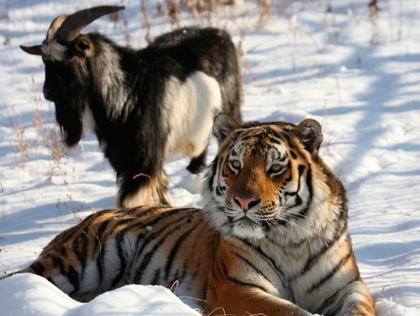 В российском сафари-парке тигр Амур и козел Тимур впервые подрались