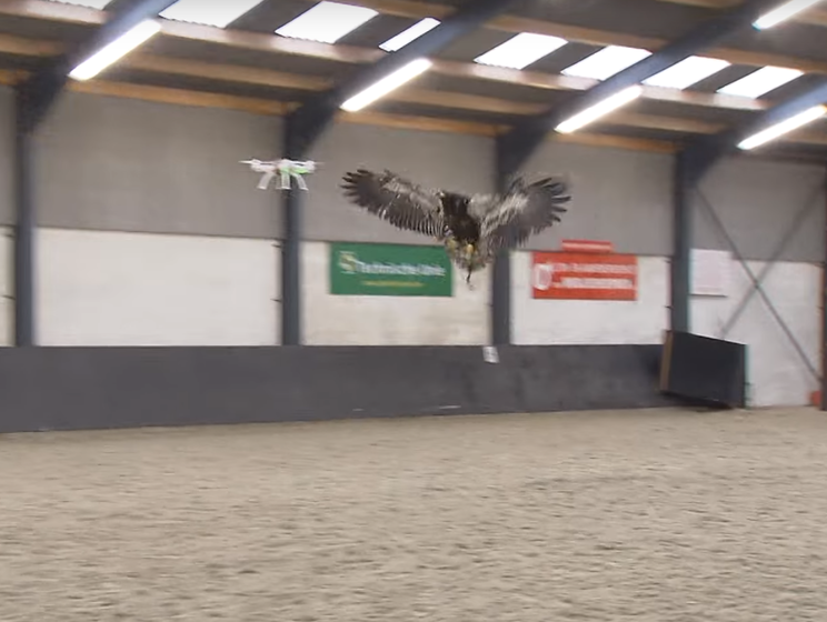 Голландская полиция учит орлов ловить дроны. Видео