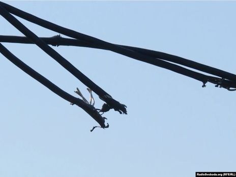 ﻿Негода в Україні. У Рівненській області загинув дорослий і постраждала дитина