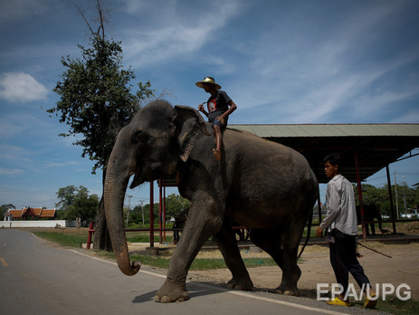 В Таиланде слон убил туриста из Шотландии