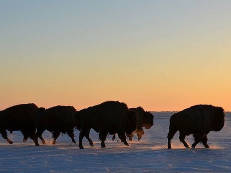 Украина может получить от Германии €14 млн на поддержку заповедников