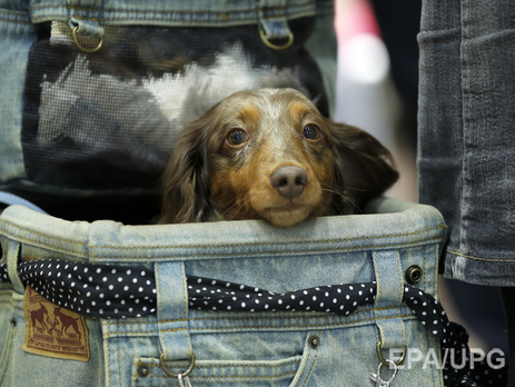 Петиции о закрытии 