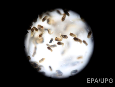 В Индонезии зафиксирован первый случай заболевания вирусом Зика