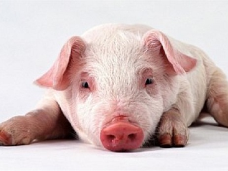 В оккупированном Севастополе из-за африканской чумы вводится строгий переучет свиней