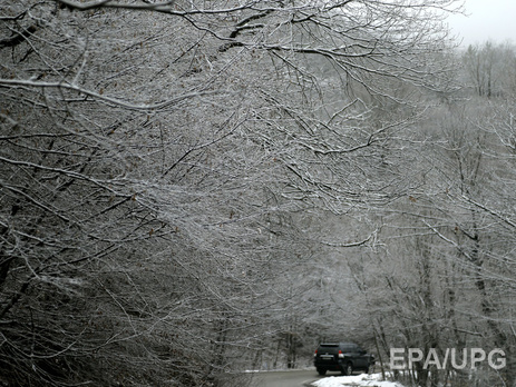 В Албании на 10 лет запретили промышленную вырубку деревьев