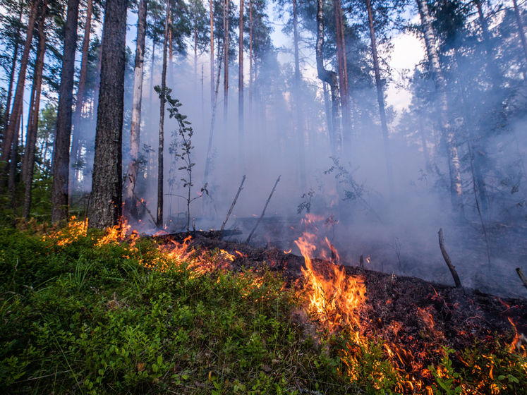 Площадь пожаров в Сибири достигла максимальных с начала года 5,4 млн га – Greenpeace