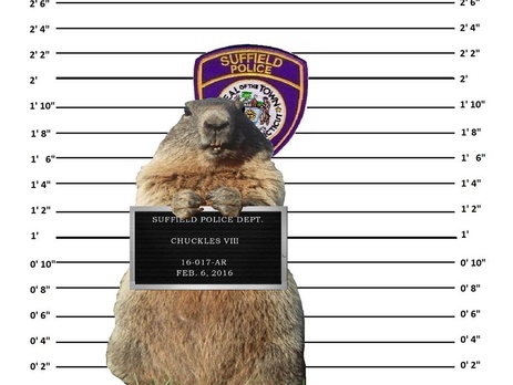 В США полиция в шутку арестовала одного из сурков-синоптиков за неверный прогноз погоды