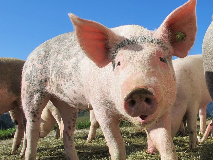 В Одесской области из-за африканской чумы закрыли около 100 свиноферм