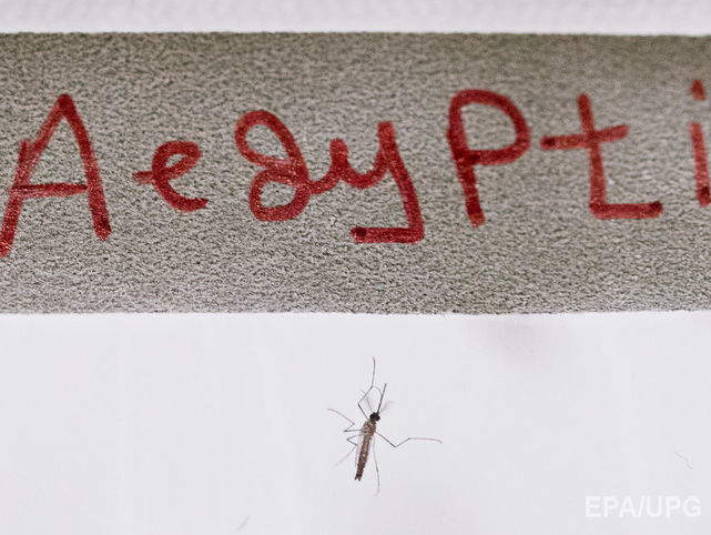 Минздрав: В Украине не водятся комары, которые переносят вирус Зика