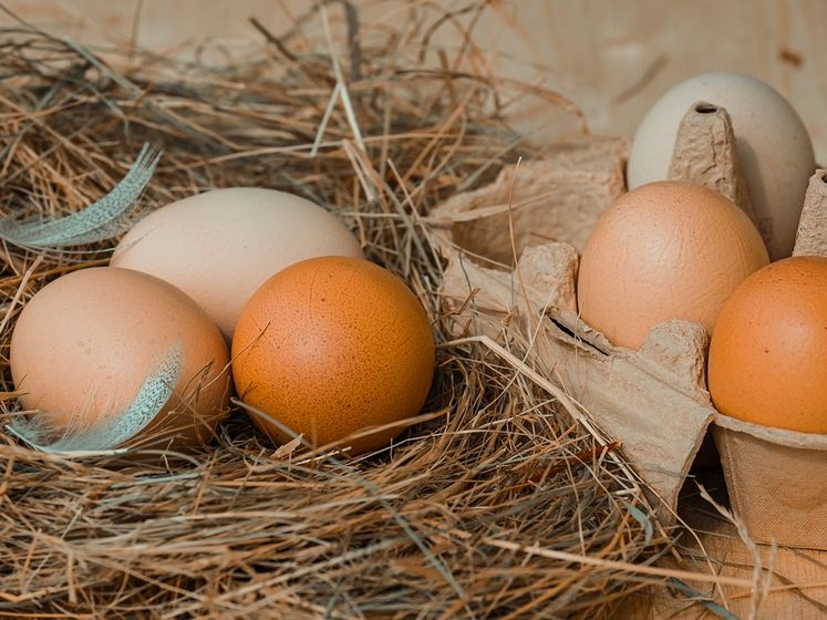 Латвия может отказаться от импорта яиц из Украины