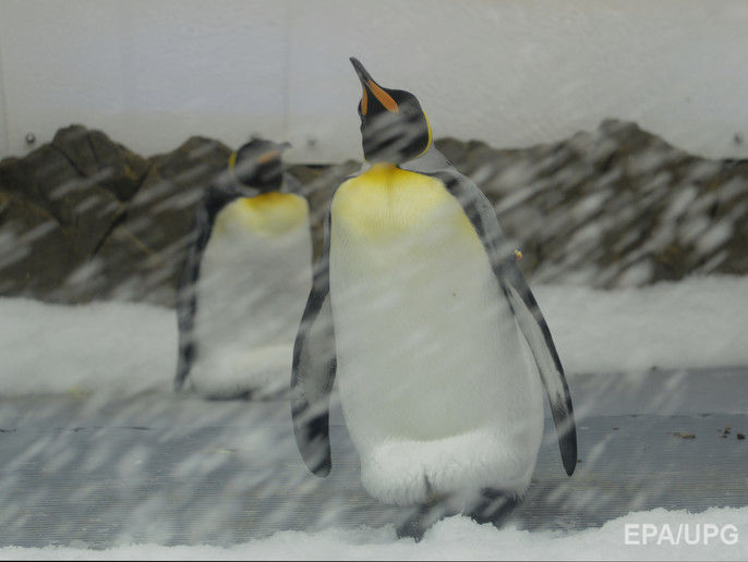 The Guardian: В Антарктиде из-за гигантского айсберга погибли 150 тыс. пингвинов