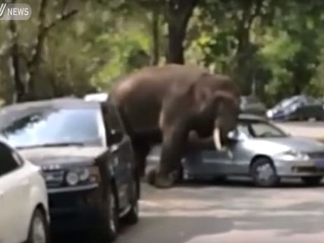 В Индии слон атаковал колонну автомобилей