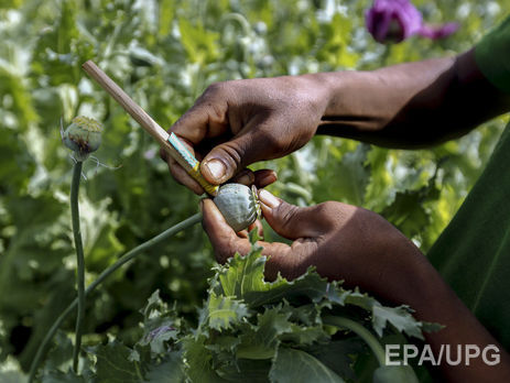 ООН: В 2013 году запрещенные наркотики употребляли около 246 млн человек