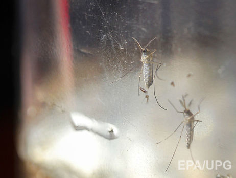 ВОЗ оценила борьбу с вирусом Зика в $56 млн
