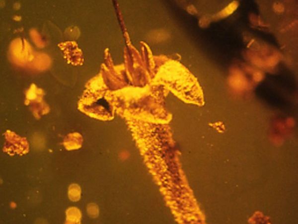 Ученые обнаружили сохранившийся в янтаре цветок, вымерший миллионы лет назад