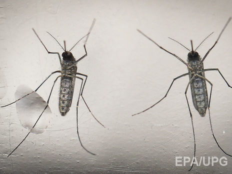 Укус комара может вызвать паралич