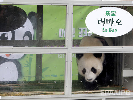 Китай отправил Южной Корее двух панд, чтобы 