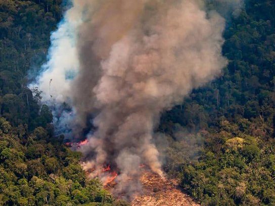 ﻿Компанія Apple пожертвує кошти на ліквідацію наслідків лісових пожеж в Амазонії