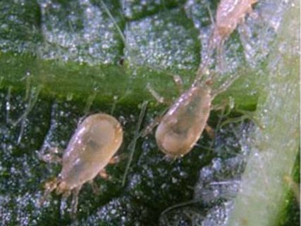 Таможенники не дали ввезти в Украину хищных клещей