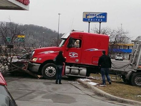 В США лабрадор за рулем грузовика устроил аварию