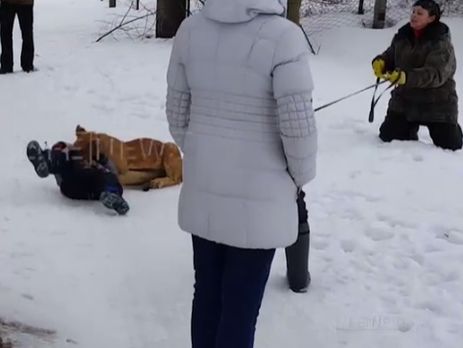 Во Владимире львенок напал на ребенка. Видео
