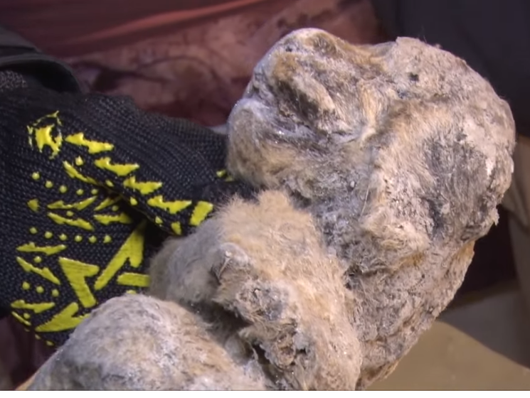 Корейский ученый хочет клонировать пещерного льва, останки которого были найдены в Якутии