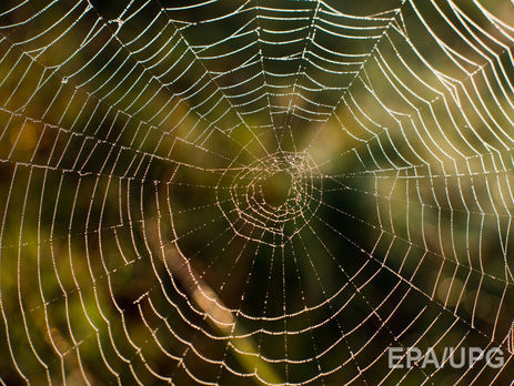 Сидней переживает нашествие пауков