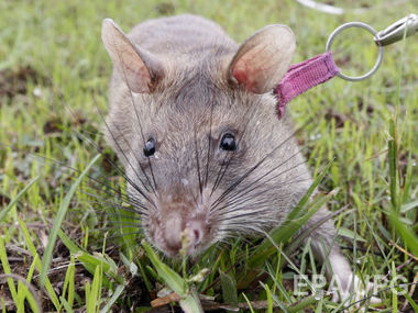 На детской площадке в Лондоне нашли крысу-гиганта