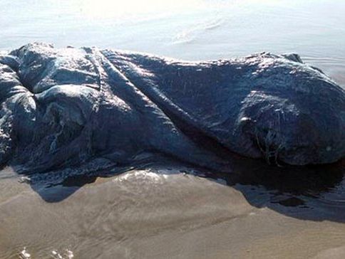 В Мексике море выбросило на пляж неизвестное гигантское животное. Видео
