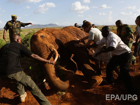 В Кении началась операция по изучению диких слонов. Фоторепортаж