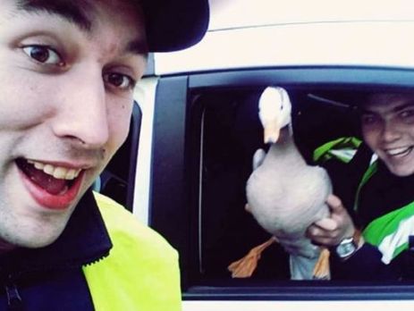 Харьковские патрульные спасли редкую птицу – индийского гуся