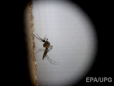 В Сочи обнаружили одного комара переносчика вируса Зика