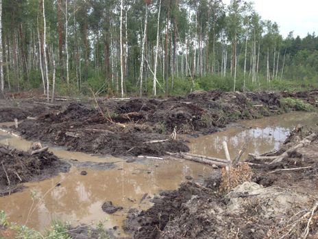 Из-за незаконной добычи янтаря в Украине повреждено более 6 тыс. га лесов – Гослесагентство