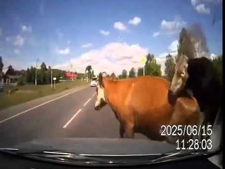 Корова, бык и водитель стали виновниками ДТП. Видео