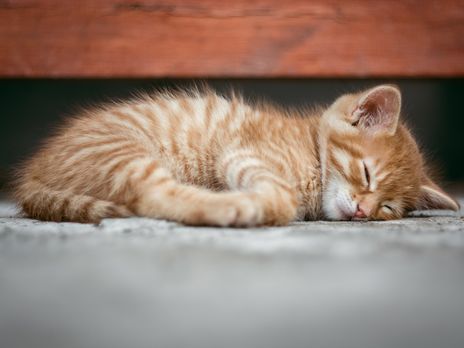 В Виннице осудили мужчину, который выбросил свою кошку с пятого этажа