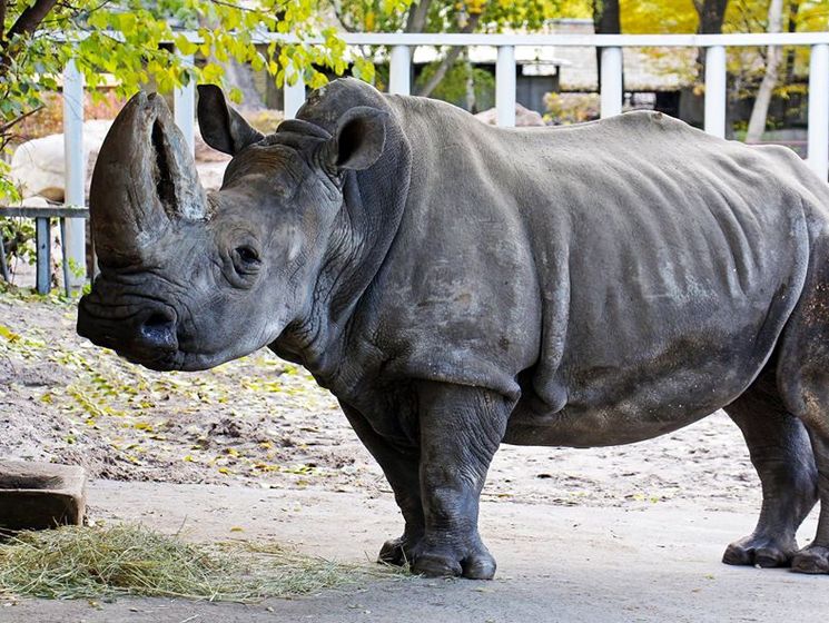В Киевском зоопарке умер старейший белый носорог Европы