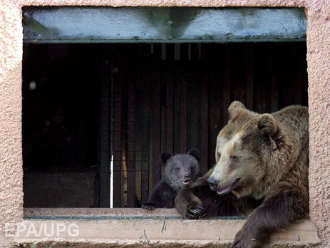 В Харьковском зоопарке родилось трое медвежат. Видео