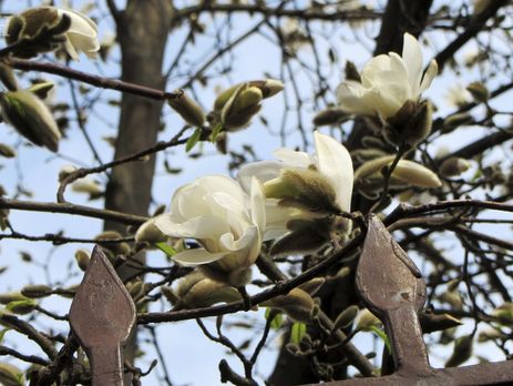 Первые магнолии расцвели в Ужгороде. Фоторепортаж