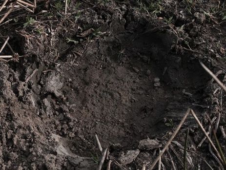 Возле украинской границы сбежал слон из грузовика, который транспортировал животное из Венгрии в Беларусь