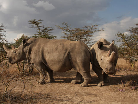 ﻿Ученим вдалося виростити два ембріони північного білого носорога, який опинився під загрозою вимирання
