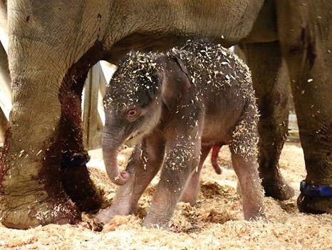В пражском зоопарке впервые за 80 лет родился "собственный" слоненок