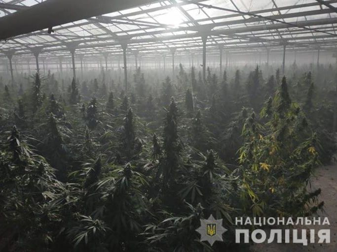 ﻿Суд відправив під арешт із правом застави 5 млн грн підозрюваних у вирощуванні конопель в Івано-Франківській області